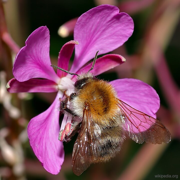 Bumblebees