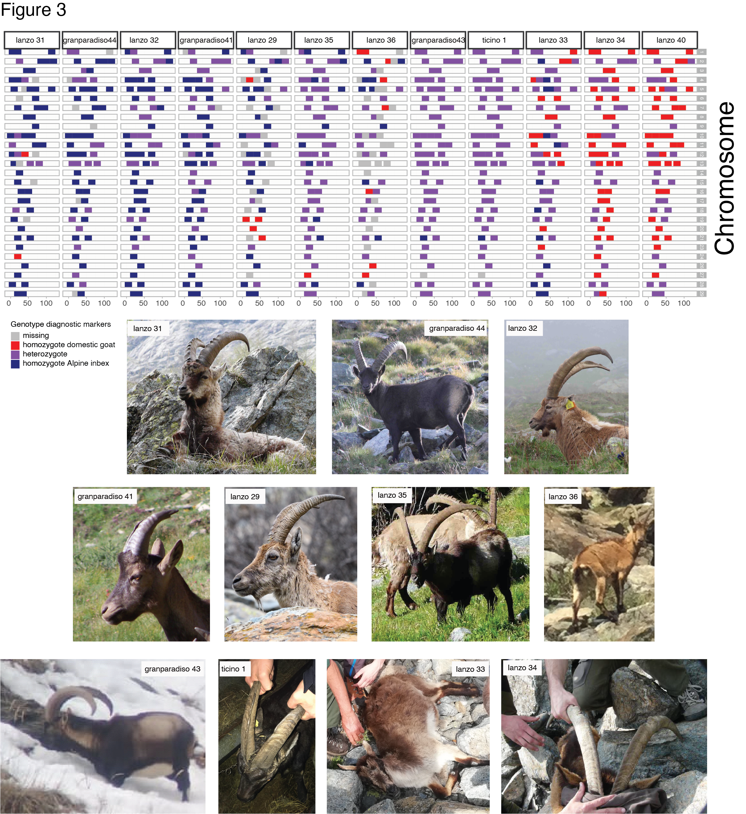 Genetic evidence of a hybrid swarm between Alpine ibex (<i>Capra ibex</i>) and domestic goat (<i>C. hircus</i>)