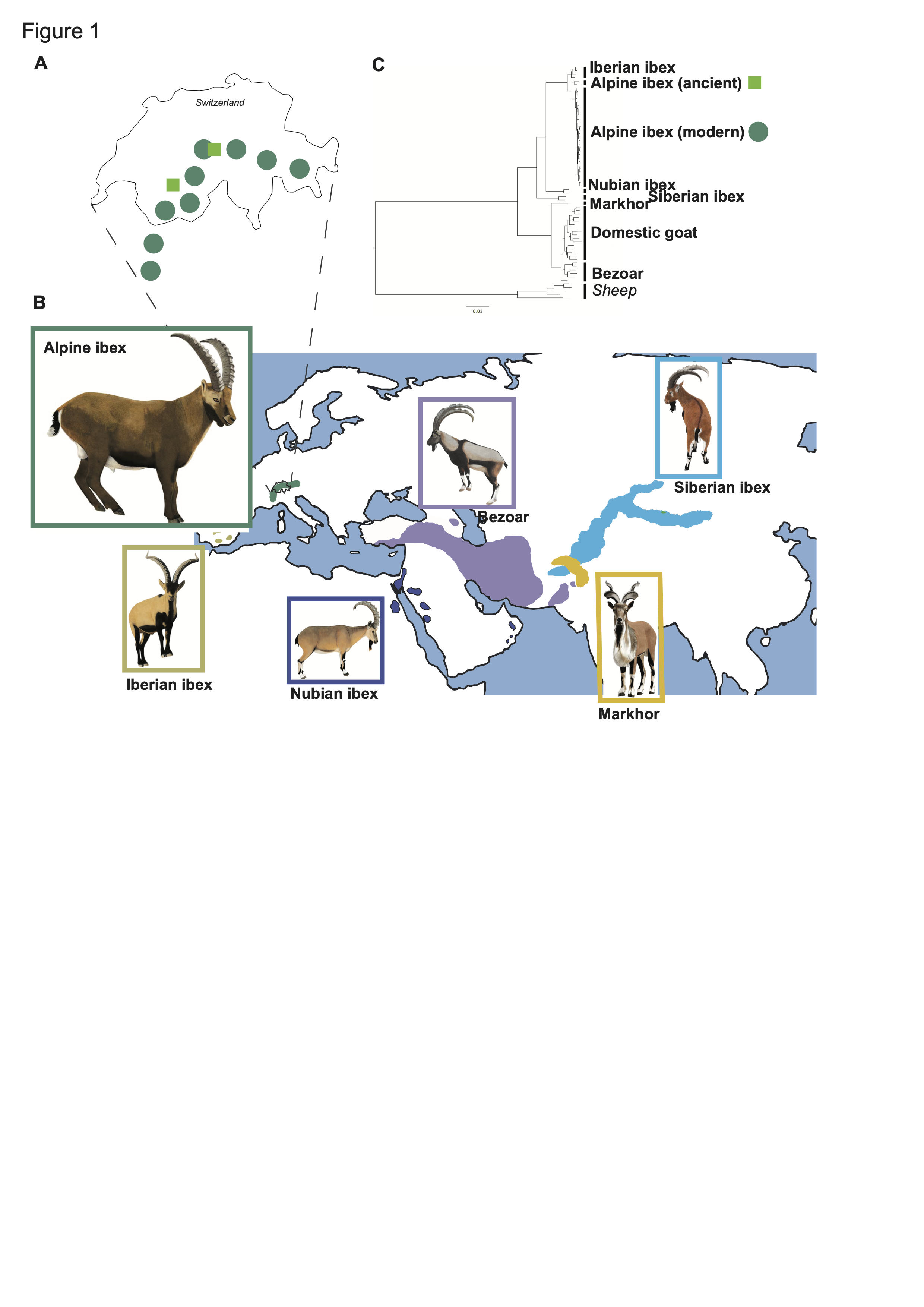 Facilitated introgression from domestic goat into Alpine ibex at immune loci