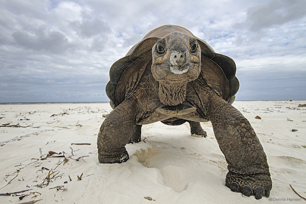 Aldabra giant tortoise