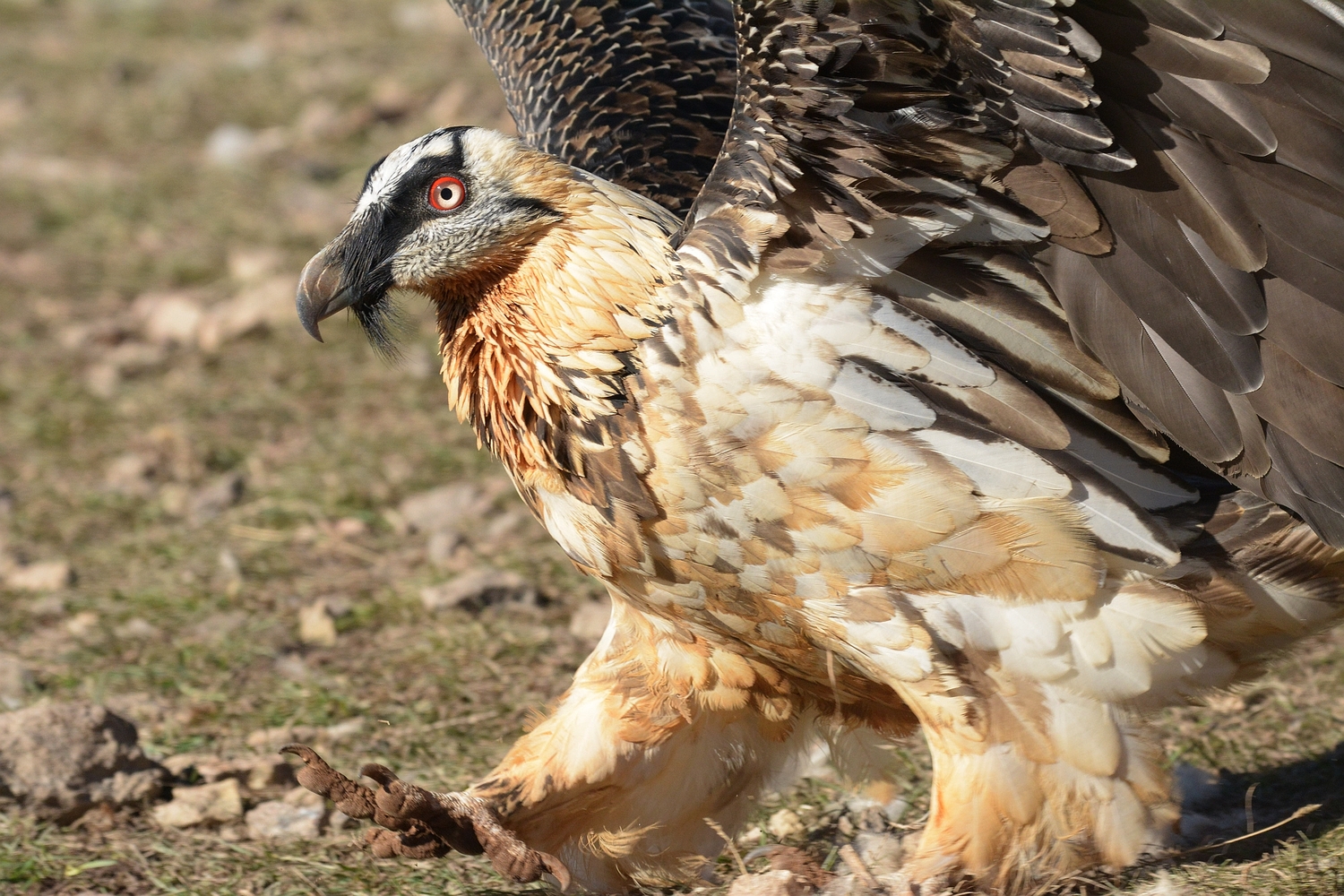 Bearded vulture