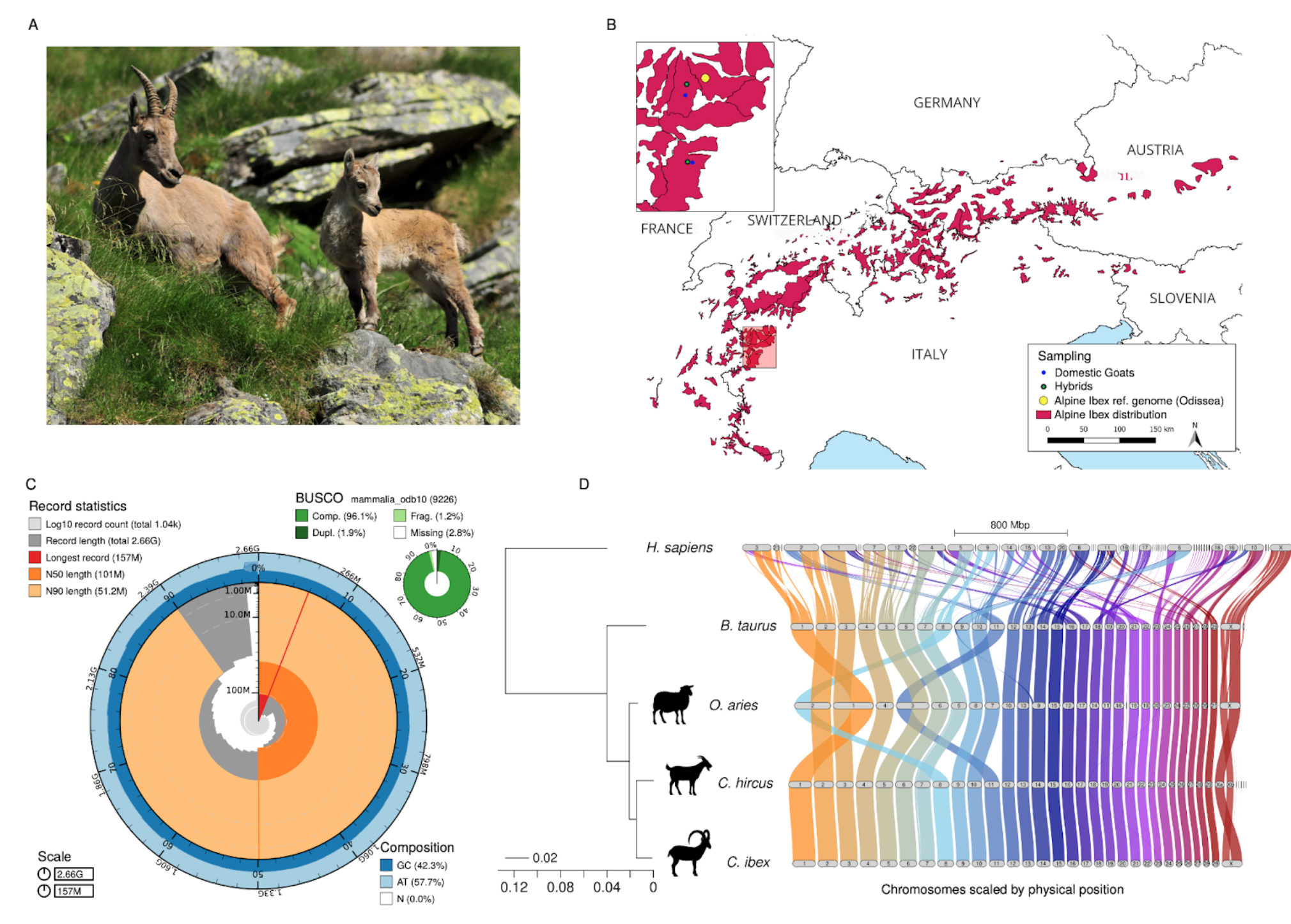 A highly contiguous reference genome for the Alpine ibex (<i>Capra ibex</i>)