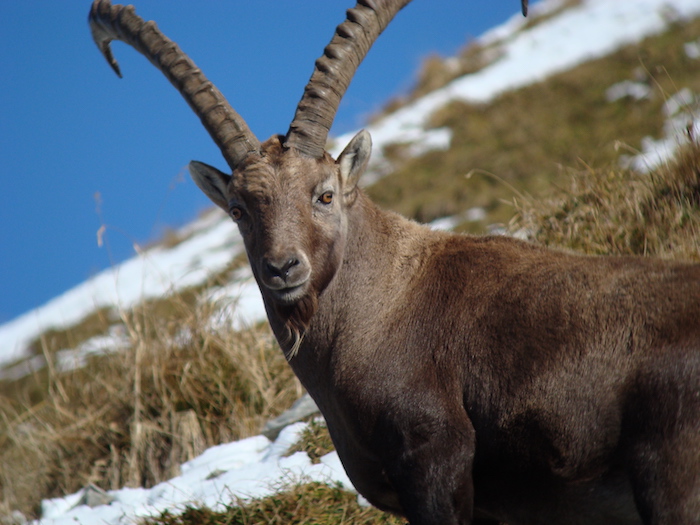 Alpine ibex