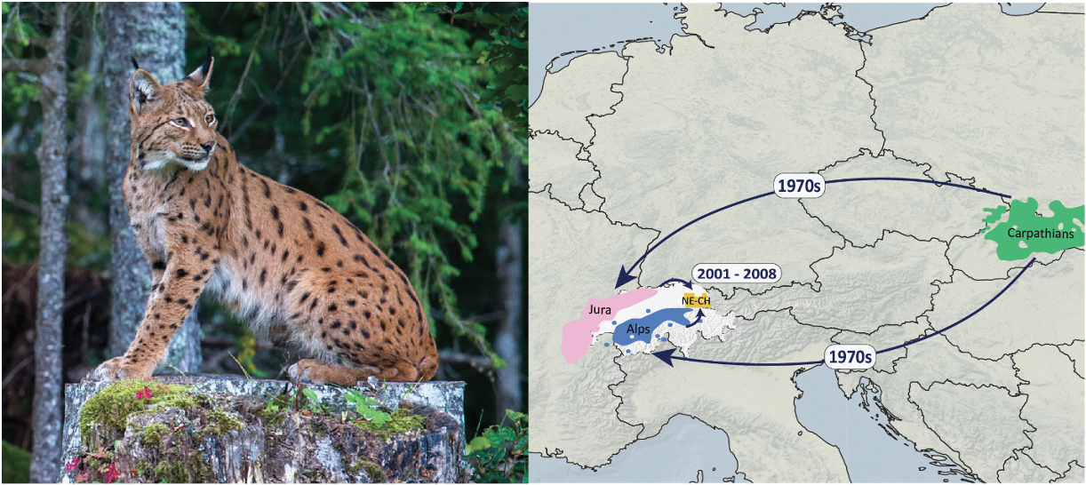 Evolutionary dynamics of a lethal recessive allele in reintroduced fragmented lynx populations