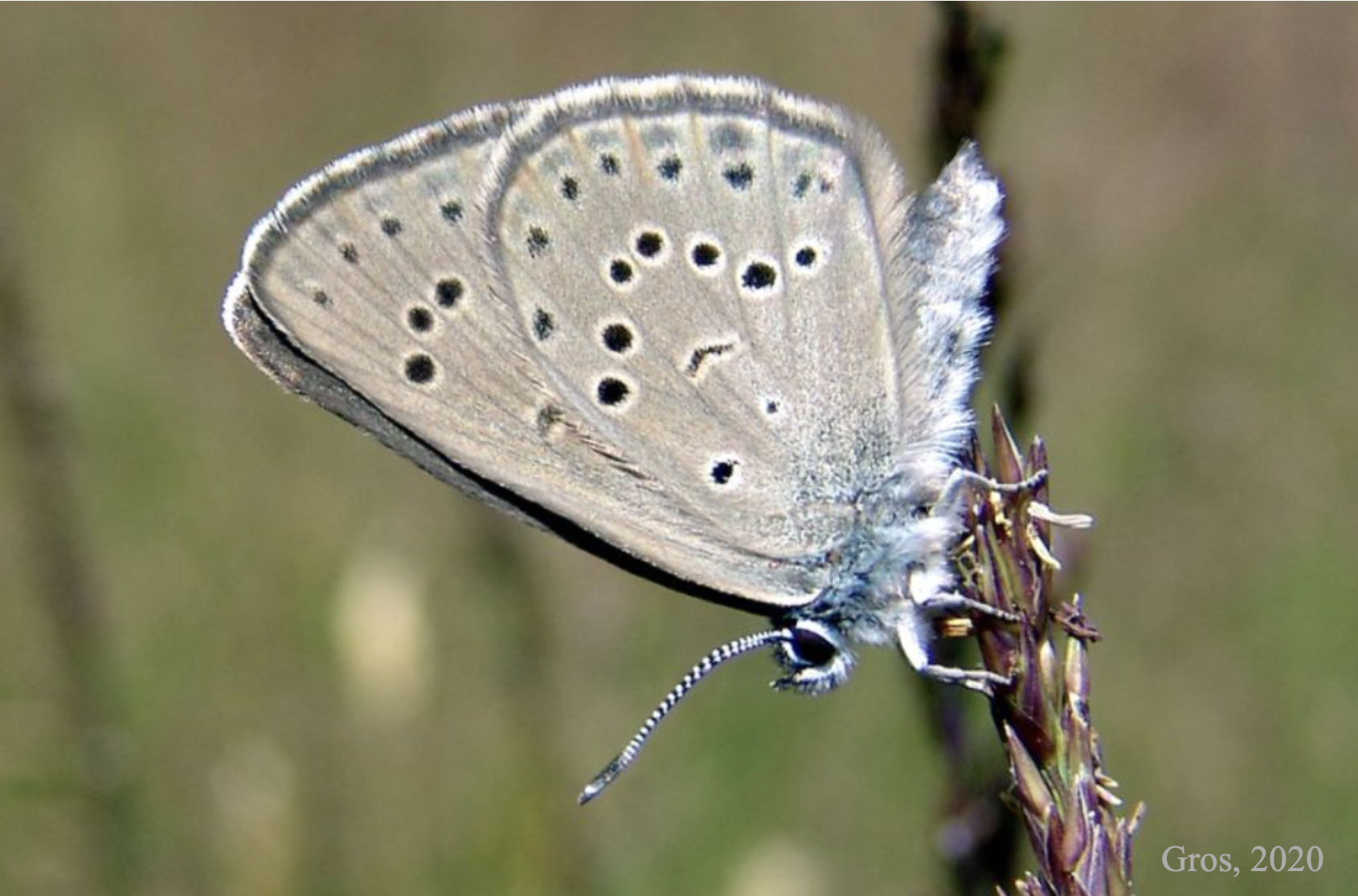 Alcon blue butterflies
